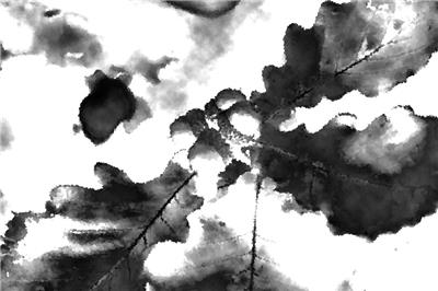 蒙古棟樹值多少錢？