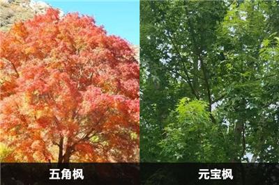五角楓和元寶楓的區(qū)別有幾點(diǎn)？應(yīng)該怎么分別？