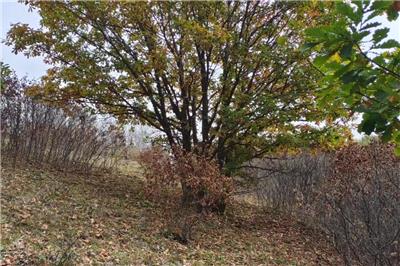 相對(duì)獨(dú)桿蒙古櫟，叢生蒙古櫟價(jià)格為什么會(huì)這么貴？